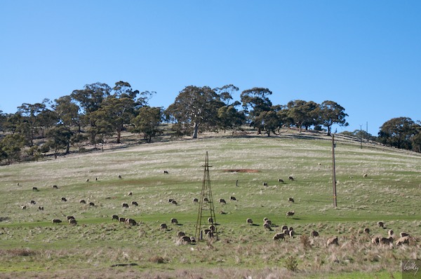 AustraliaAdelaide 10  172